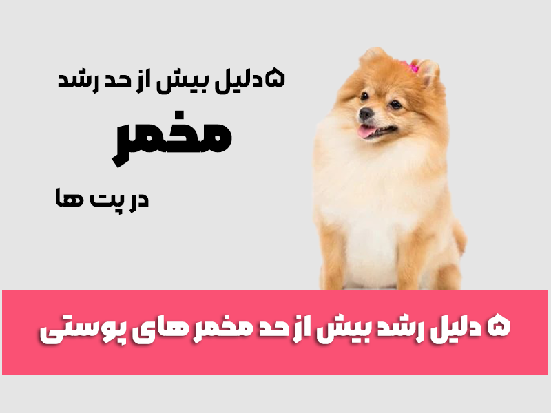 5 دلیل رشد بیش از حد مخمر های پوستی